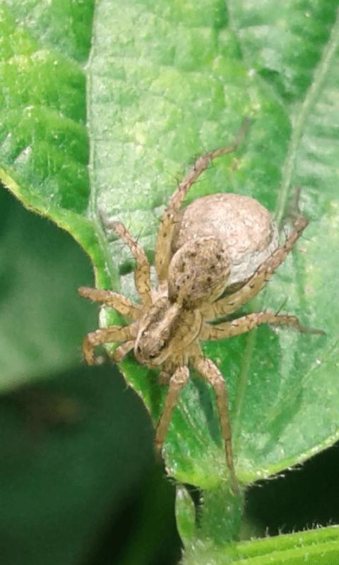 Lycosidae?  S, Pardosa sp.  - prov. PD